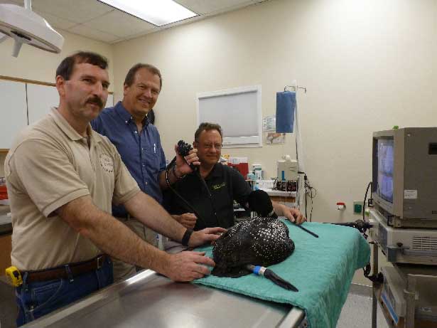 Mark Naniot, Dr. David Theuerkauf, Dr. Michael Franks, ; remove fish hooks ingested by a loon at Northwoods Animal Hospital